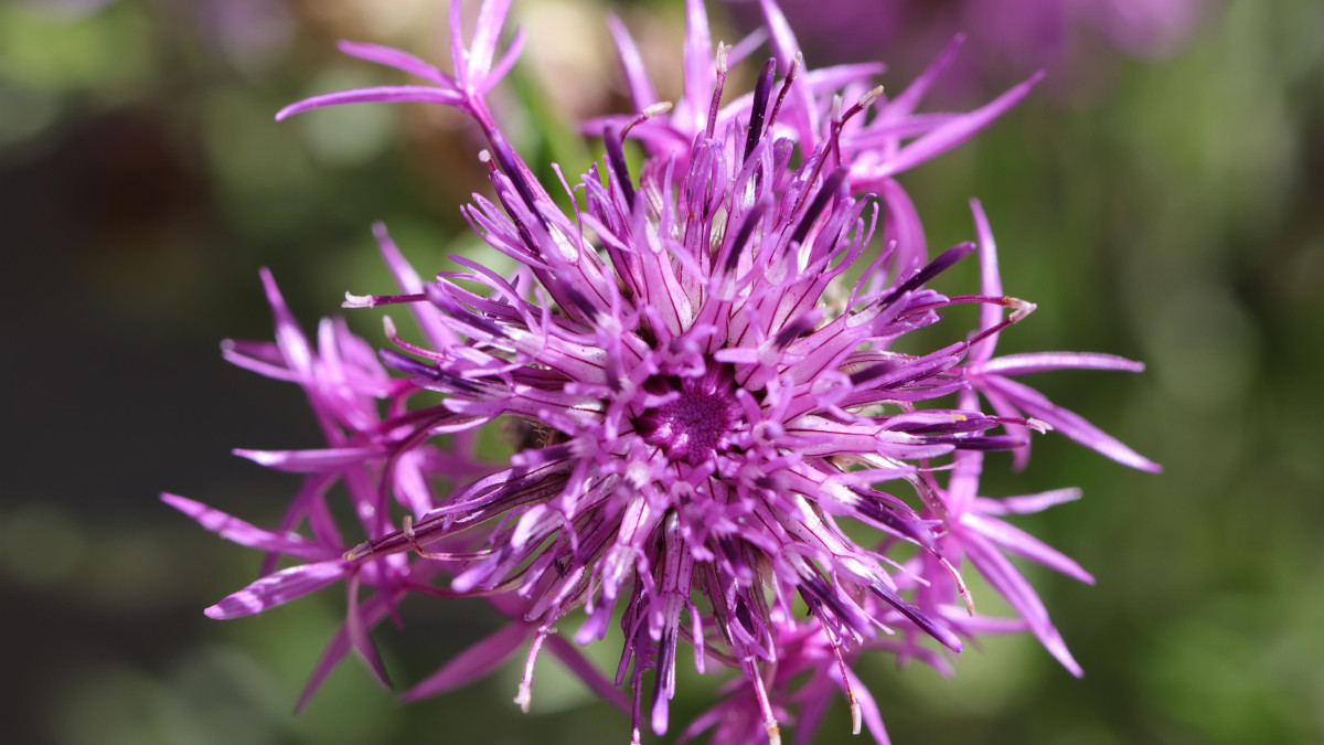 Racine séchée de griffe du diable (harpagophytum) prête à être utilisée en décoction
