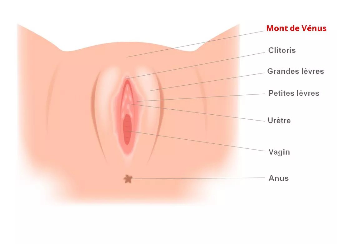 Schéma du mont de Vénus, coussinet graisseux situé au-dessus du pubis chez la femme